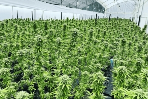 メデジン：医療用大麻を知る自然体験