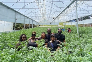 メデジン：医療用大麻を知る自然体験