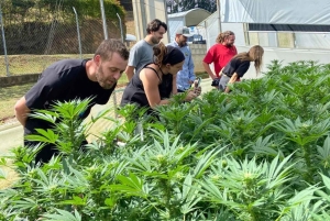 メデジン：医療用大麻を知る自然体験