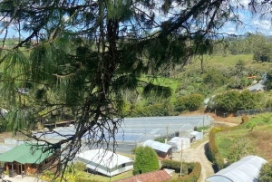 メデジン：医療用大麻を知る自然体験