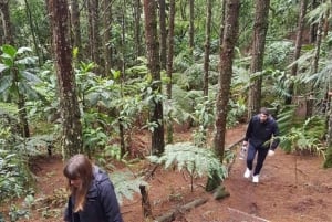 Medellin : L'étonnante réserve naturelle d'Arvi