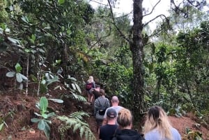 Medellin : L'étonnante réserve naturelle d'Arvi