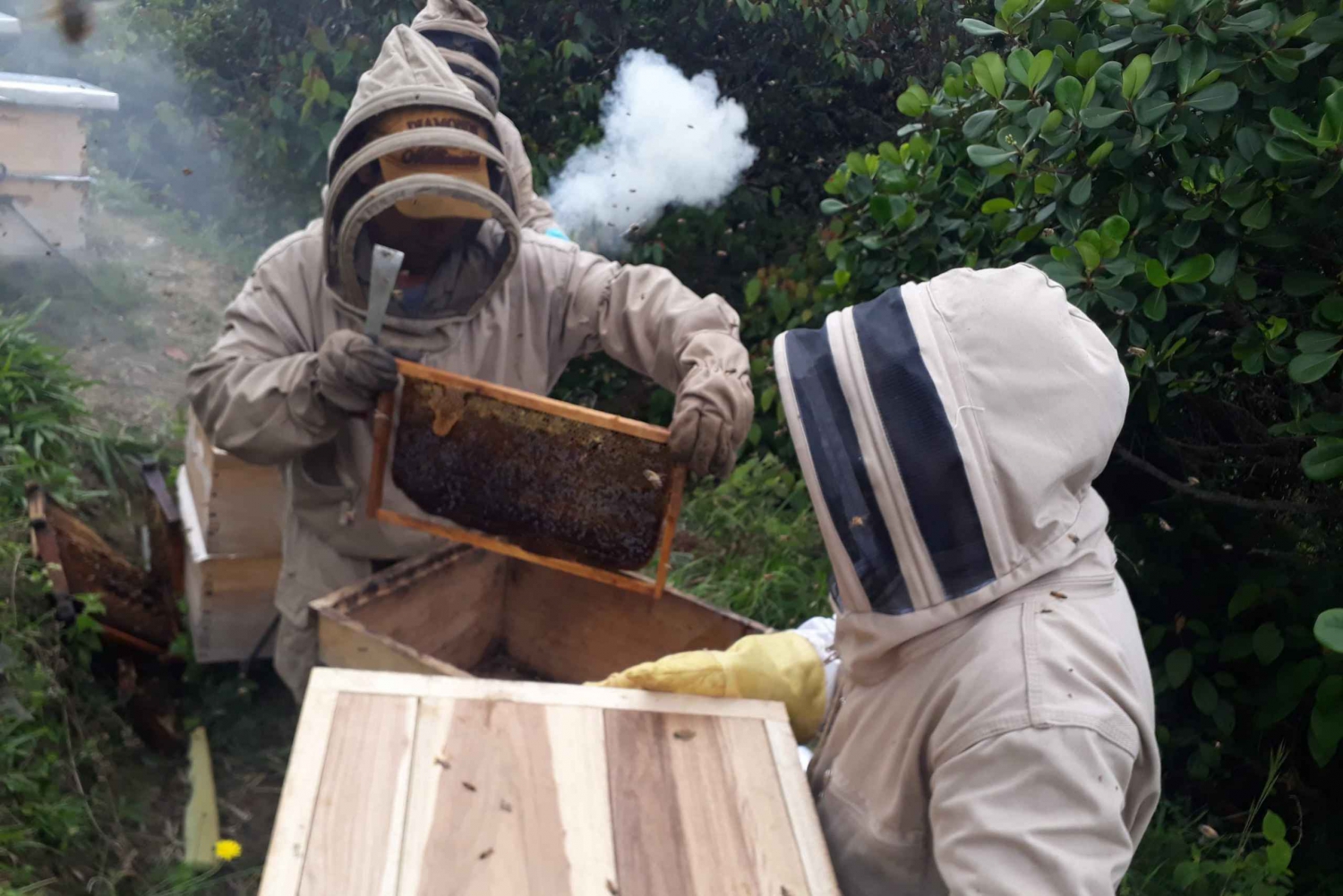 MEDELLÍN: Beekeeping Experience in coffee farm