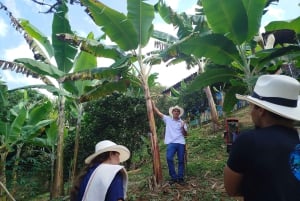 Medellín: Between mountains & coffee