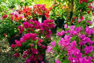 Medellín: Botanisk hage og byrundtur i Arvi Park