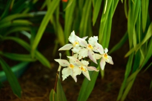 Medellín: Botanisk hage og byrundtur i Arvi Park