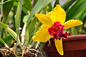 Medellín: Botanisk hage og byrundtur i Arvi Park