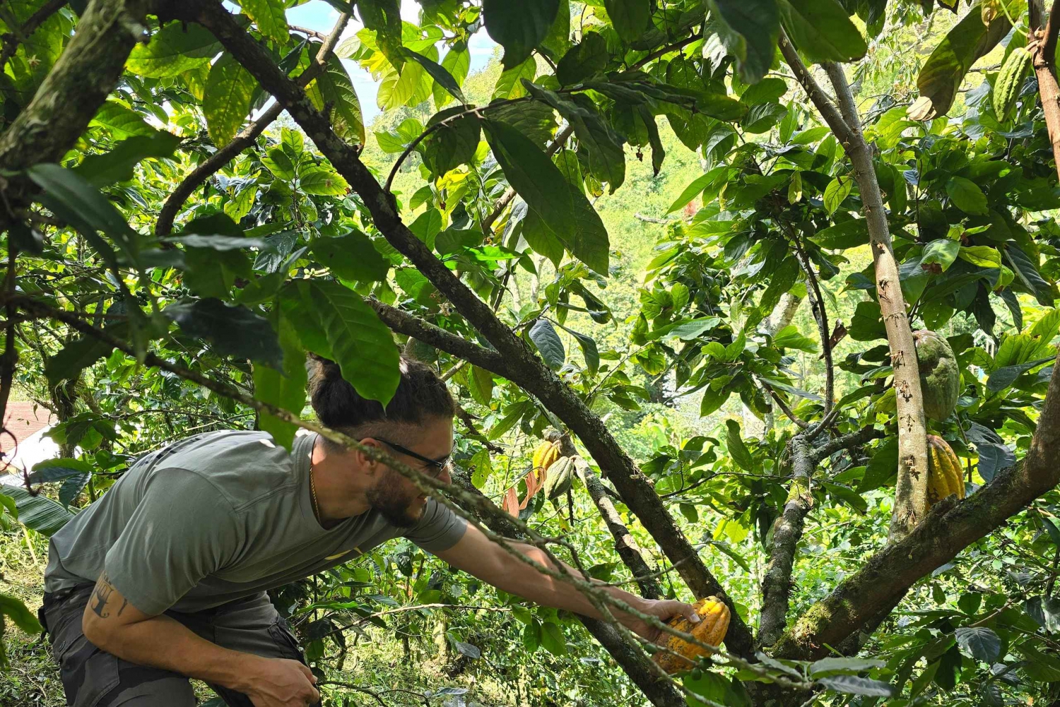 Medellin: Chocolate Farm Private Tour mit Workshop und Verkostung