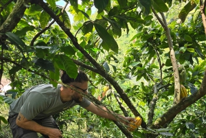 Medellin: Tour privato della fattoria del cioccolato con laboratorio e degustazione