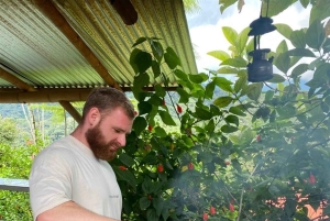 Medellin: Chocolate Making Tour with Cocoa Exfoliation