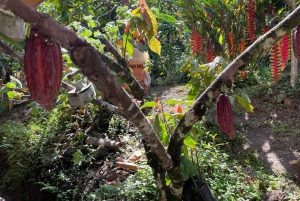 MEDELLÍN: TOUR DEL CHOCOLATE Y EXFOLIACIÓN EN EL HERMOSO RÍO