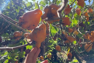 MEDELLÍN: TOUR DEL CHOCOLATE Y EXFOLIACIÓN EN EL HERMOSO RÍO
