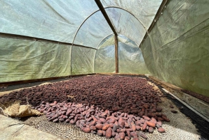 MEDELLÍN: TOUR DEL CHOCOLATE Y EXFOLIACIÓN EN EL HERMOSO RÍO