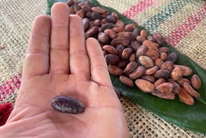 MEDELLÍN: TOUR DEL CHOCOLATE Y EXFOLIACIÓN EN EL HERMOSO RÍO