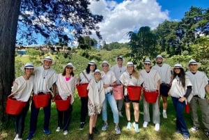 Medellín: kahvikokemusretki maatilalla ja köysirata