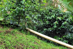Medellín: Coffee Farm Experience with Tasting (Small groups)