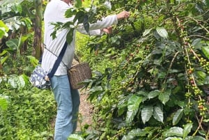 Medellín: Coffee Farm Experience with Tasting (Small groups)