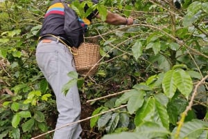 Medellín: Coffee Farm Experience with Tasting (Small groups)