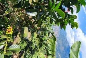 Medellin: Coffee Farm Tour & Spa with Overnight Glamping