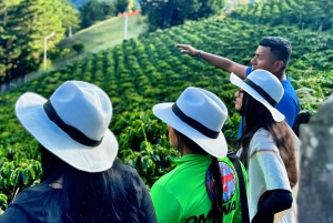 Medellin: Kaffefarm-tur – smak på Sierra-historiene