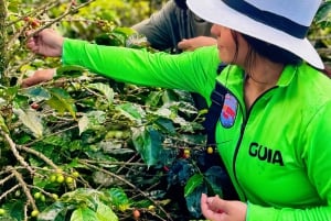 Medellin: Kaffefarm-tur – smak på Sierra-historiene