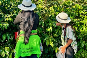 Medellin: Kaffefarm-tur – smak på Sierra-historiene