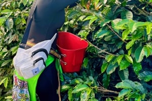 Medellin: Kaffefarm-tur – smak på Sierra-historiene