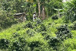 メデジン：コーヒー農園ツアー（試飲・収穫体験付き）