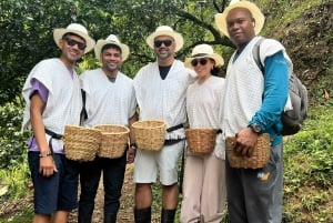 メデジン：コーヒー農園ツアー（試飲・収穫体験付き）