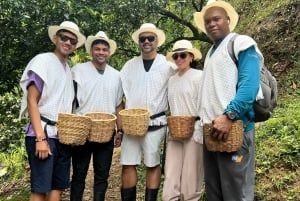 メデジン：コーヒー農園ツアー（試飲・収穫体験付き）