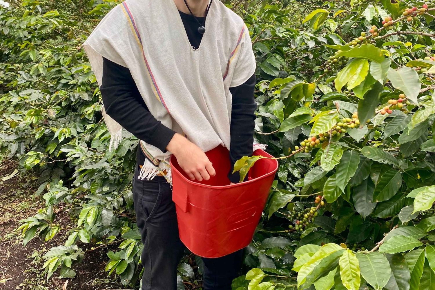 Medellín Coffee Farm Tour with Trolley and Cable Car Ride