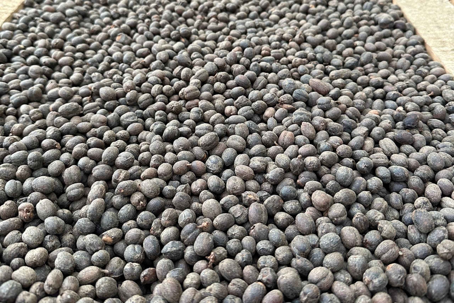 Medellín Coffee Farm Tour with Trolley and Cable Car Ride