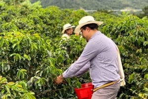 Medellín Coffee Farm Tour with Trolley and Cable Car Ride