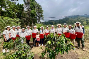 Kaffeodlingstur i Medellín med spårvagns- och linbanetur