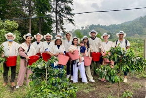 Kaffeodlingstur i Medellín med spårvagns- och linbanetur