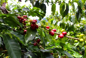 Medellín Coffee Farm Tour with Trolley and Cable Car Ride