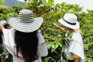 Medellín Coffee Farm Tour with Trolley and Cable Car Ride