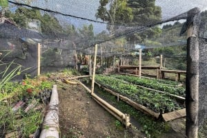 Medellín: Tour del Café y Spa de Bienestar