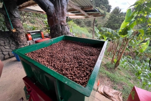 Medellín: Tour del Café y Spa de Bienestar