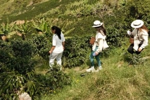 Medellín: Tour del Café y Spa de Bienestar