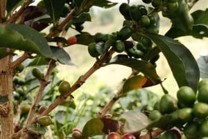 Medellín: Tour del Café y Spa de Bienestar