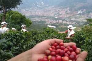 Medellín: Tour del Café y Spa de Bienestar