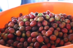 Medellin: Koffietour met hoteltransfers en maaltijden