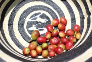 Medellin: Koffietour met hoteltransfers en maaltijden