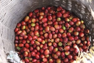 Medellin: Koffietour met hoteltransfers en maaltijden