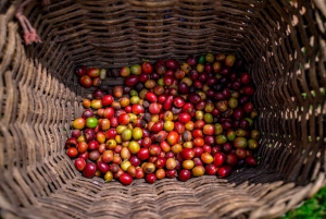 Medellín: Coffee Tour With Tastings and Lunch