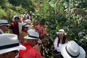 Medellín: Coffee Tour With Tastings and Lunch