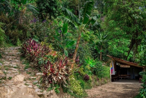 Medellín: tour de café con degustaciones y comida