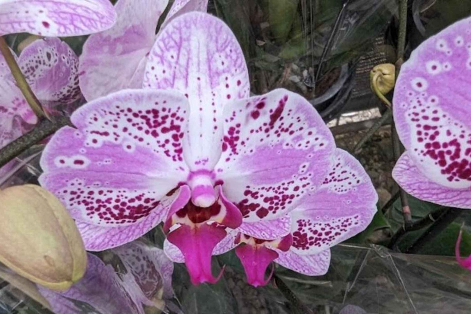 Medellin; Eventyr i den østlige del af landet, magiske landsbyer, orkideer og landskaber