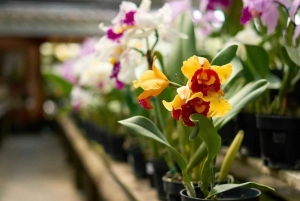 Medellin; Eventyr i den østlige del af landet, magiske landsbyer, orkideer og landskaber